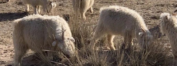 The Luxurious Properties of Cashmere: Origins, Quality, and Why It Is Worth the Investment 